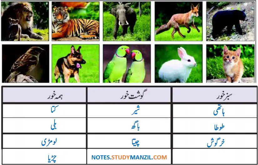 Notes For Class 5 EVS Jandaro Ki Dunia | پنجم جماعت ماحولیاتی مطالعہ نوٹس سبق جانداروں کی دنیا 13 - Study Manzil Notes Notes For Class 5 EVS Jandaro Ki Dunia | پنجم جماعت ماحولیاتی مطالعہ نوٹس سبق جانداروں کی دنیا