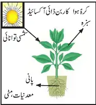 Notes For Class 5 EVS Jandaro Ki Dunia | پنجم جماعت ماحولیاتی مطالعہ نوٹس سبق جانداروں کی دنیا 10 - Study Manzil Notes Notes For Class 5 EVS Jandaro Ki Dunia | پنجم جماعت ماحولیاتی مطالعہ نوٹس سبق جانداروں کی دنیا
