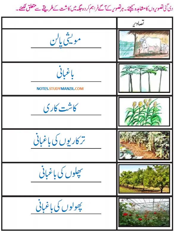 Notes For Class 5 EVS Lesson Zirat (Kashtkari) | پنجم جماعت ماحولیاتی مطالعہ نوٹس سبق زراعت (کاشت کاری) 19 - Study Manzil Notes Notes For Class 5 EVS Lesson Zirat (Kashtkari) | پنجم جماعت ماحولیاتی مطالعہ نوٹس سبق زراعت (کاشت کاری)