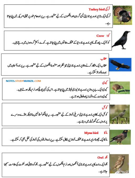 Notes For Class 5 Urdu Lesson Chidya | پنجم جماعت اُردو نوٹس سبق چڑیا | www.notes.studymanzil.com