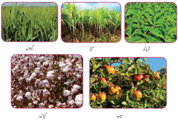 Notes For Class 7 Social Lesson Australia ہفتم جماعت سماجی سائنس نوٹس سبق آسٹریلیا www.notes.studymanzil.com
