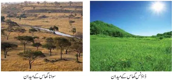 Notes For Class 7 Social Lesson Australia ہفتم جماعت سماجی سائنس نوٹس سبق آسٹریلیا www.notes.studymanzil.com