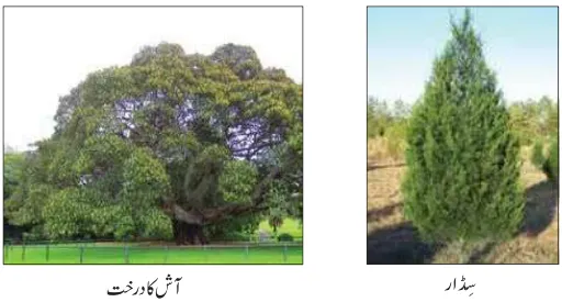 Notes For Class 7 Social Lesson Australia ہفتم جماعت سماجی سائنس نوٹس سبق آسٹریلیا www.notes.studymanzil.com