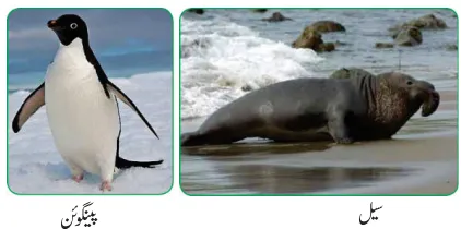 Notes For Class 7 Social Lesson Antarctica ہفتم جماعت سماجی سائنس نوٹس سبق انٹار کٹیکا www.notes.studymanzil.com